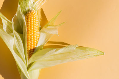 Close-up of yellow leaf on plant