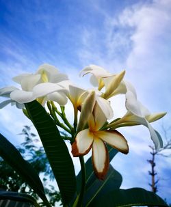 Low angle view of white flowers blooming against sky
