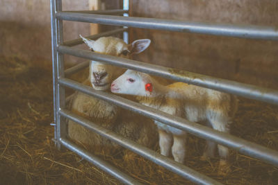 High angle view of sheep and lamb in pen