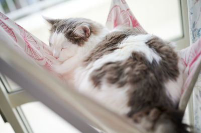 Close-up of cat sleeping on hammock beside window