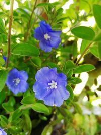 Close-up of purple flowers blooming outdoors