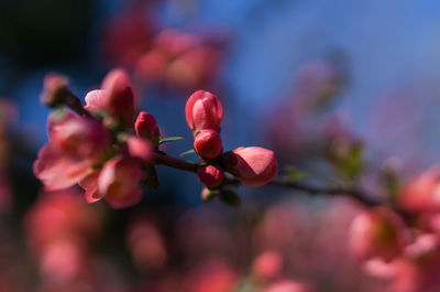 Close-up of red flower