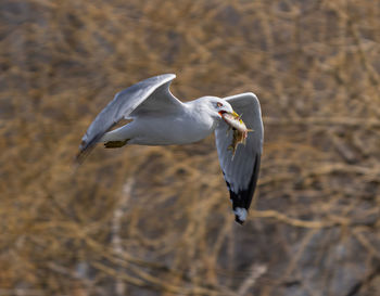 High angle view of bird flying