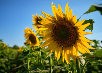 Close-up of sunflower