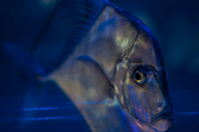 Close-up of fish swimming in sea