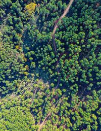 Full frame shot of trees