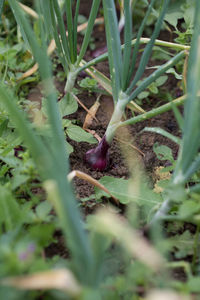 View of lizard on field