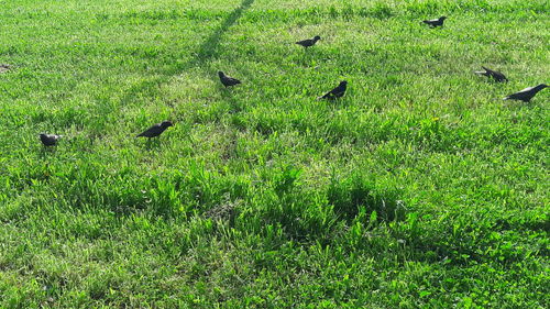 High angle view of bird on field