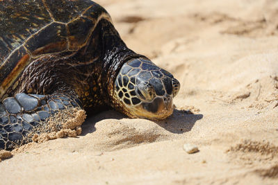 Close-up of tortoise on beach