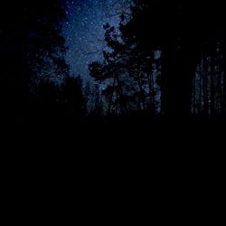 Silhouette trees in forest against clear sky at night