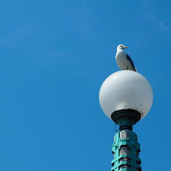 Low angle view of seagull perching on street light