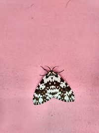 Close-up of butterfly on pink wall