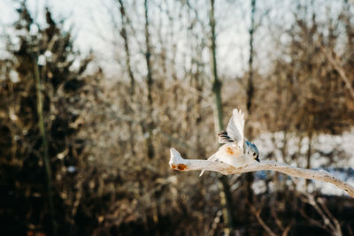 View of a bird flying