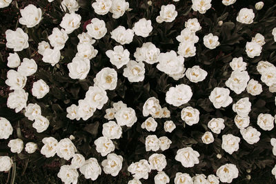 Full frame shot of flowering plants