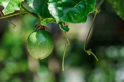 Close-up of fruit growing on tree