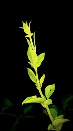 Close-up of plant against black background