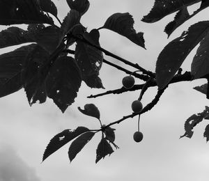 Low angle view of leaves against sky