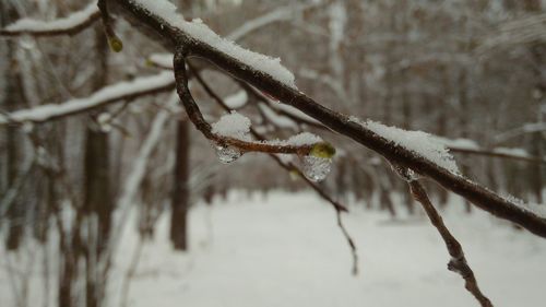 Close-up of frozen branch