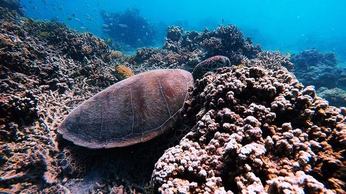 View of coral in sea
