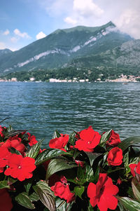 Close-up of flowering plants by lake against mountains