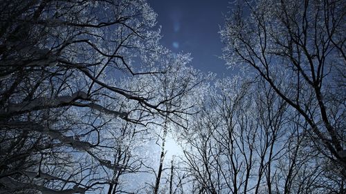 Low angle view of bare trees against sky