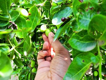 Close-up of hand holding leaf