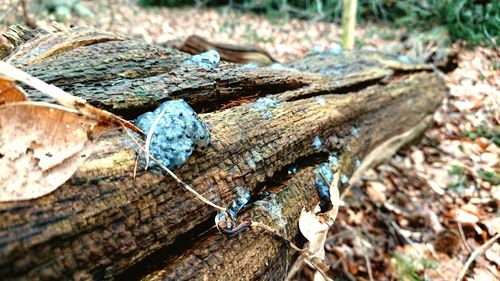 Close-up of butterfly on tree trunk