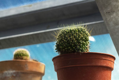 Close-up of potted plant on window sill