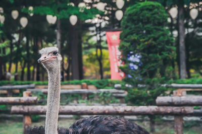 Close-up of ostrich against trees
