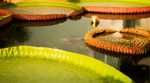 Close-up of flower floating on water