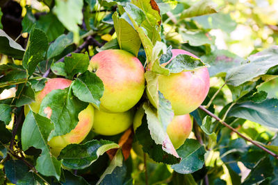 Close-up of apple growing on tree