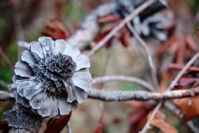 Close-up of wilted flower