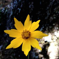 Close-up of yellow flower against blurred background