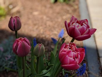 Close-up of pink tulip flowers