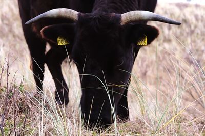 Cow standing in a field