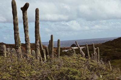 Plants on beach against sky