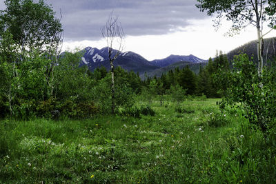 Scenic view of field against sky