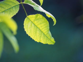 Close-up of green leaf