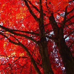 Low angle view of tree against sky