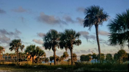 Palm trees on beach against sky