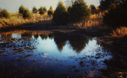 Reflection of trees in water