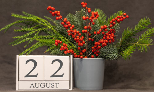 Close-up of red berries on plant