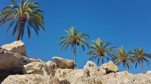 Palm trees against clear blue sky