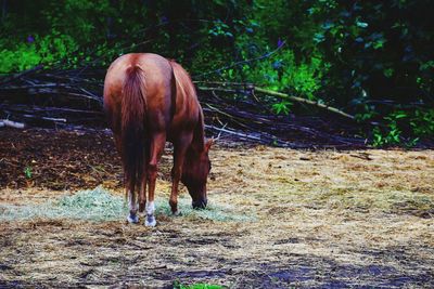 Horse grazing in a field