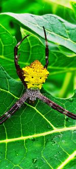 Close-up of butterfly on yellow flower