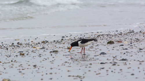 Seagulls on beach