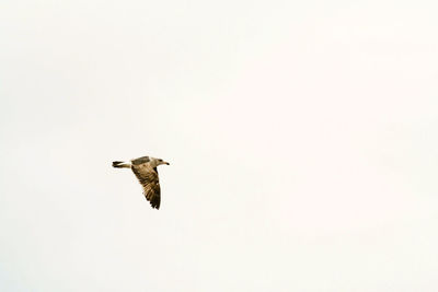 Low angle view of bird flying in the sky