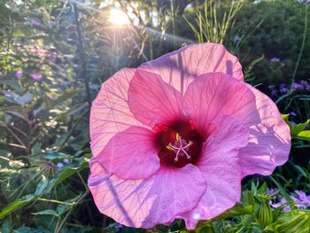 Close-up of pink hibiscus flower