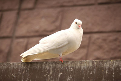 Close-up of bird perching on wall