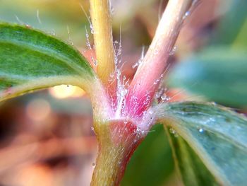 Close-up of wet flower
